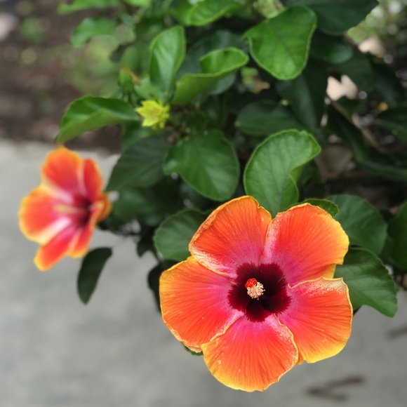 Meet your Posher, Ashley - Picture 1 of 1